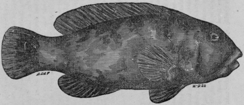 Tautog, Or Black Fish