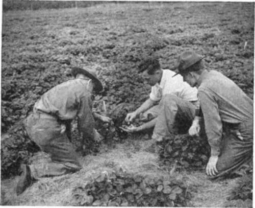 Agricultural College Strawberry Experiment