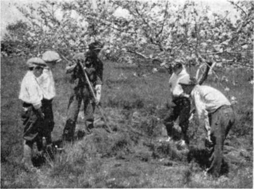 Apple Culture Demonstration New Hampshire