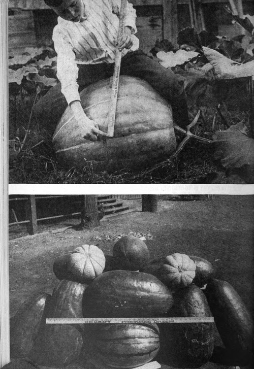 Gathering Harvest. A Huge Pumpkin
