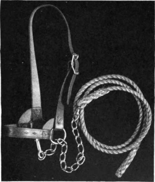 Halter Made At Agricultural College Minnesota