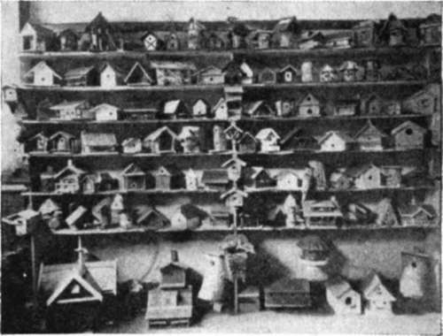 Houses To Rent For Many Birds