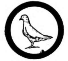 Pigeon Raising
