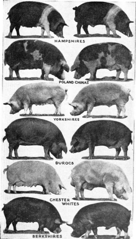 Pigs