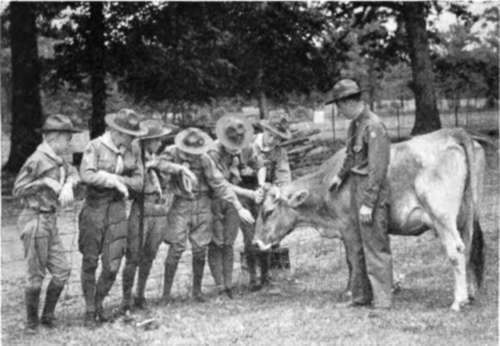 Scouts Discuss Cow's Good Points New Jersey
