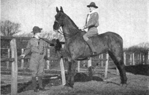 The Horse's Ears Make The Scout Sign