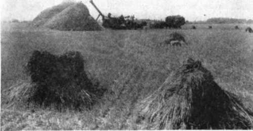 Threshing Wheat In Michigan