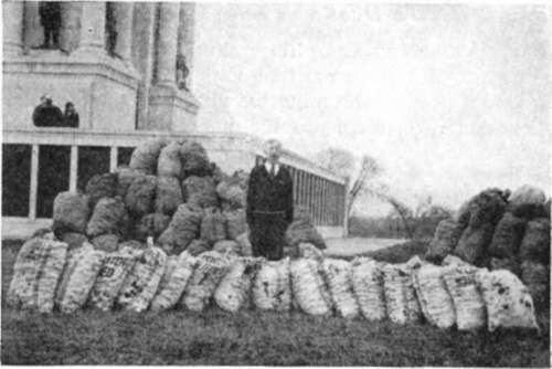Walnuts From Historic Trees Pennsylvania