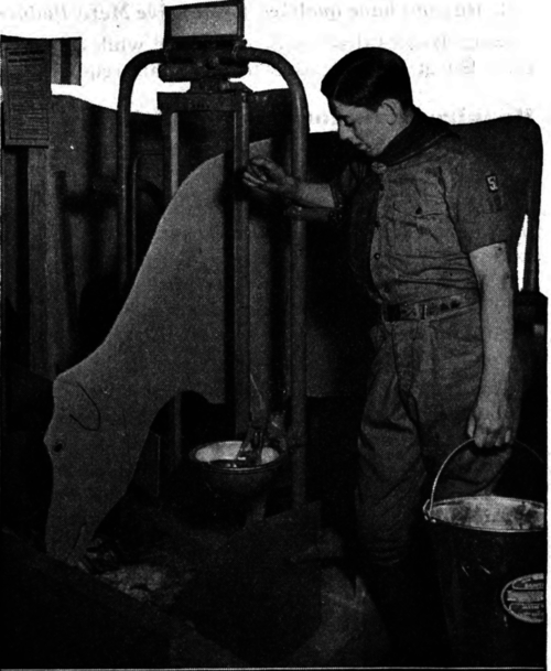 A Rural Scout demonstrating the requirements of the Dairying