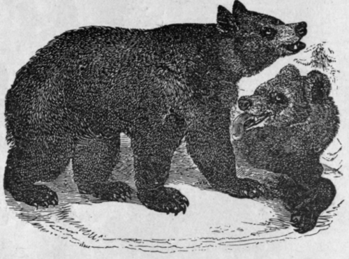BROWN BEAR.