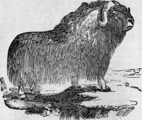 MUSK OX.
