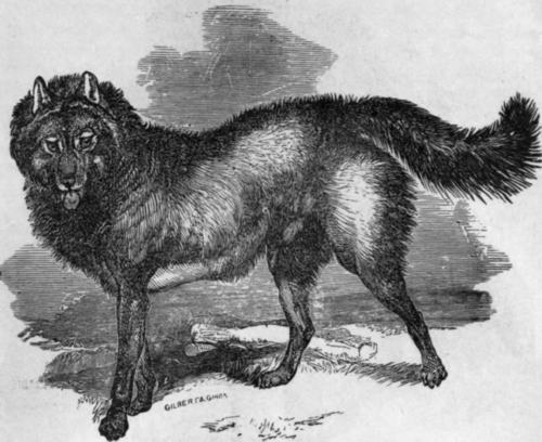 THE ESQUIMAUX DOG