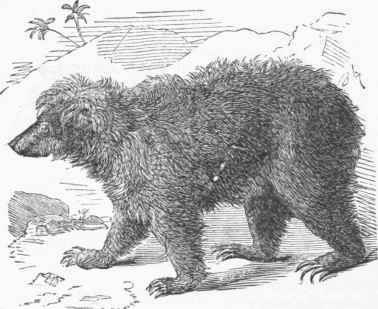 Asiatic or Sloth Bear (Ursus labiatus).