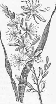 Asphodelus ramosus.