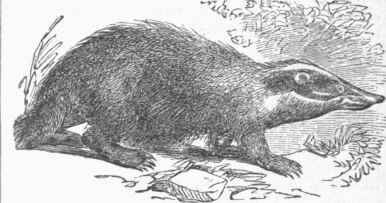 Badger (Meles vulgaris).