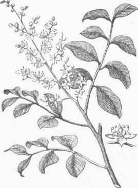 Balsam Copaiba (Copaifera officinalis).