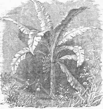 Banana.