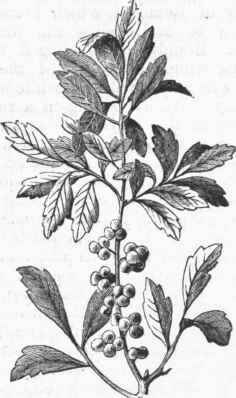 Bayberry (Myrica cerifera).