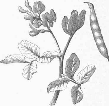 Bean (Faba vulgaris).