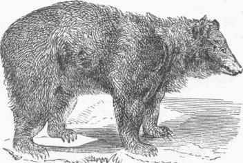 Black Bear (Ursus Americanus).
