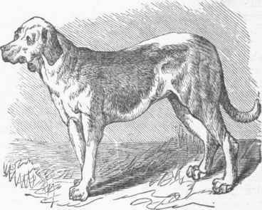 Bloodhound (Canis familiaris).