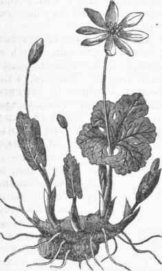 Bloodroot (Sanguinaria Canadensis).