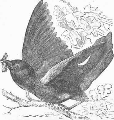Bluebird (Sialia Wilsonii).