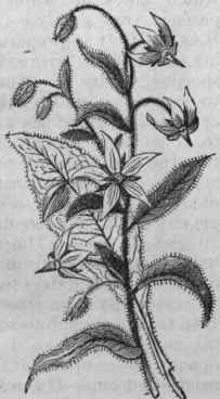 Borage (Borago officinalis).