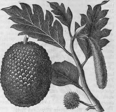 Breadfruit   Leaves, Flower, and Nut.