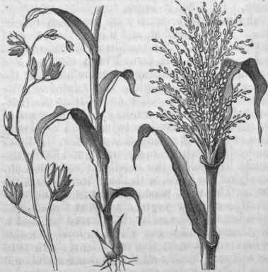 Broom Corn (Sorghum vulgare).