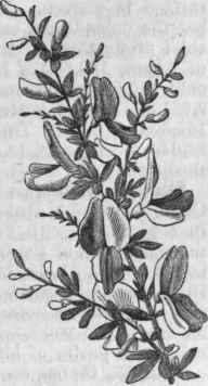 Broom (Spartium scoparium).