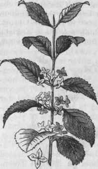 Buckthorn (Rhamnus catharticus).