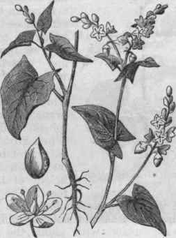 Buckwheat (Polygonum fagopyrum).
