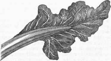 Chard Beet.