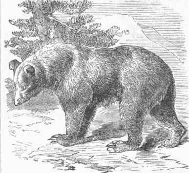 Cinnamon Bear (Ursus occidentalis).