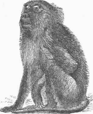 Dog faced Baboon (Cynocephalus hamadryas).