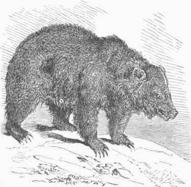 Grisly Bear (Ursus horribilis).