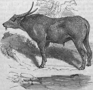 Indian Buffalo (Bos bubalus).