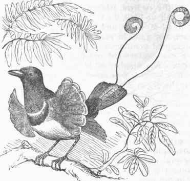King Bird of Paradise (Cicinnurus regius).