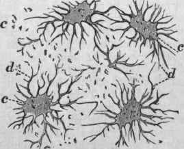 Lacunae, c, and canaliculi, d, very highly magnified.