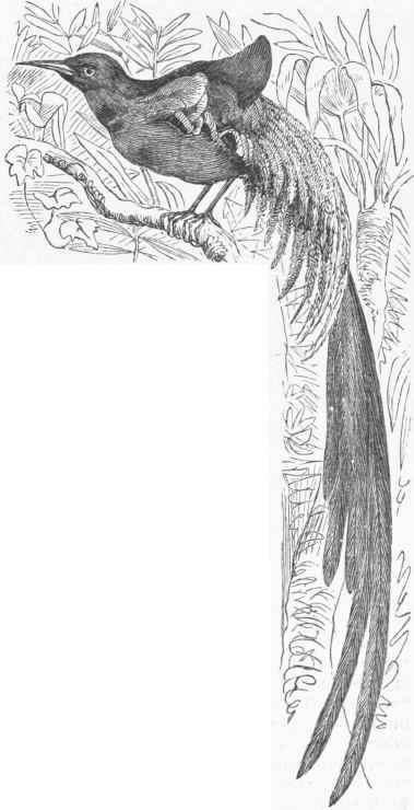 Long tailed Paradise Bird (Epima chus magnus).