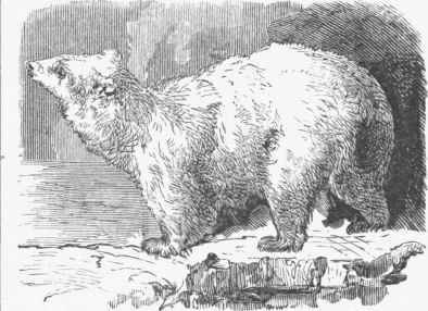 Polar or White Bear (Ursus maritimus).