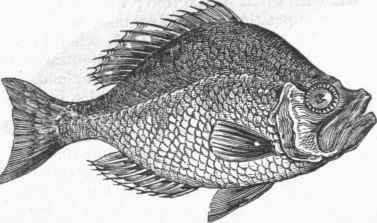 Rock Bass (Centarchus aeneus).