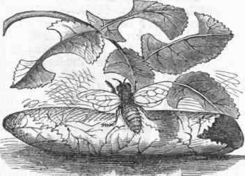 Rose Leaf Cutter and Nest (Megachile centuncularis).