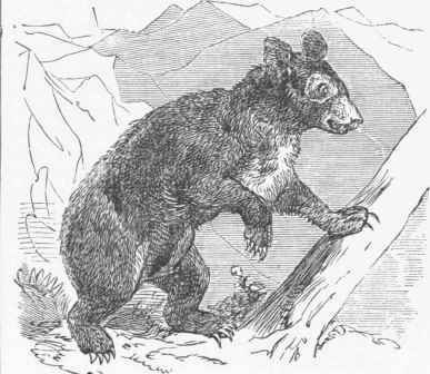 The Spectacled Bear (Ursus ornatus).