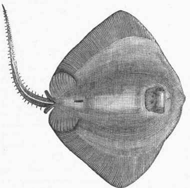 American Sting Ray (Pastinaca hastata), under surface.