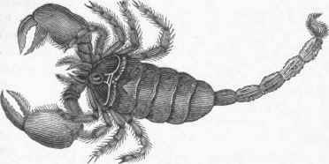 Black Scorpion (Scorpio afer).