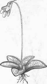 Butterwort (Pinguicula vulgaris).