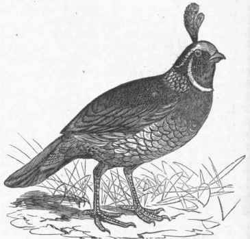 California Quail (Lophortyx Californicus).