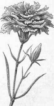 China Pink (Dianthus Chinensis).